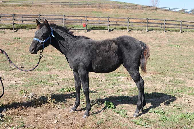 Pauley Performance Horses for Sale